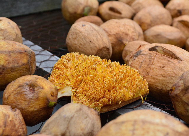我玩故我在X阿里山X特富野部落獵人文化體驗