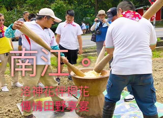 苗栗。南庄-洛神花伴桐花  傳情田野享宴