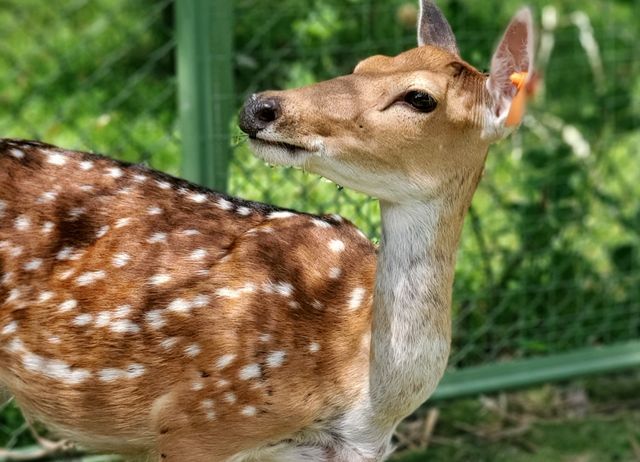 台灣好行阿里山套票-逐鹿不迷路