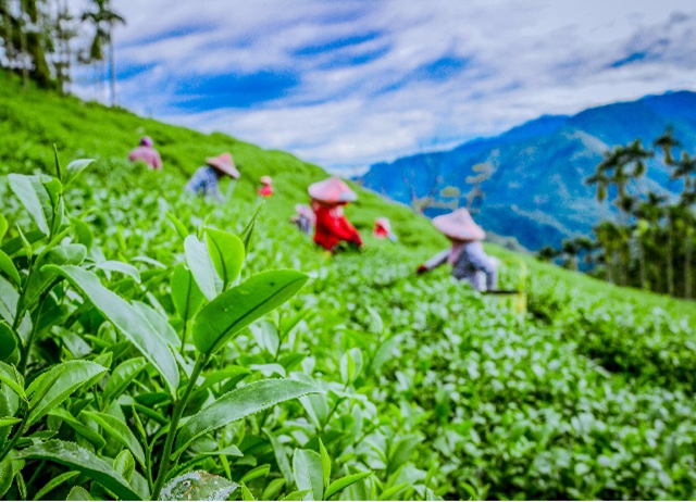 編號007：小村茶香咖啡香，鐵道飛瀑好人家