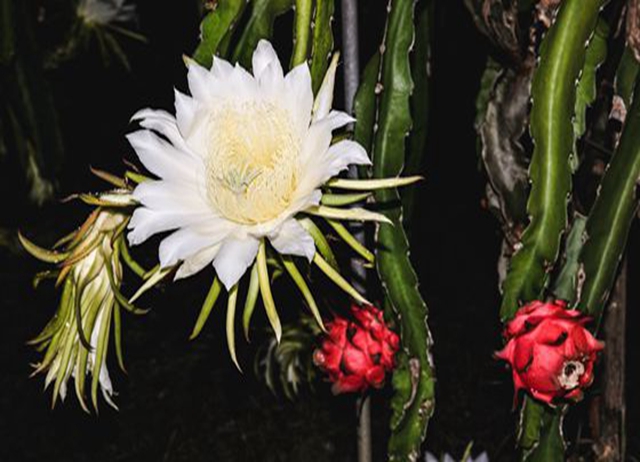 編號003：【 走跳農村 】與蜜共舞，夜訪火龍果  (一日遊行程...