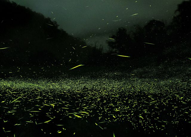 螢光下的奇幻星旅-嘉義阿里山里佳部落光之巡禮-漫舞螢光秘境體驗