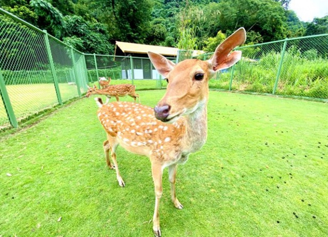 逐鹿部落-鹿園逐鹿輕鬆遊