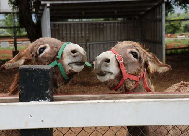 編號013：綠生活慢旅行一日遊(台東近郊景點)