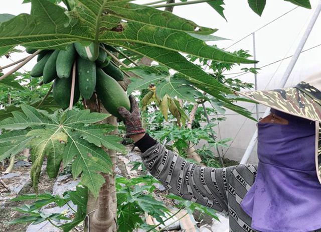 編號008-【彰化優質農村】上飲木瓜在彰化(無障礙鄉村小旅行)