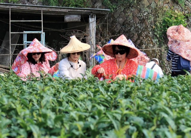台灣好行-阿里山線來回車票+林園製茶-一日茶農體驗