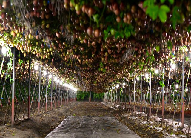 編號001-【彰化優質農村】妞妞果園百香果下的邂逅x手作百香果愛...