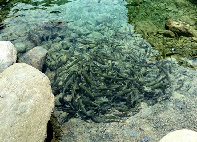 阿里山-新美部落x山美部落-偏愛智慧旅行趣-鄒族獵文化(二日遊)