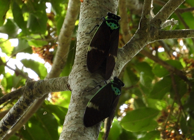 我玩故我在-草山爺禪x森林慢走慢活-季節限定-4人成團