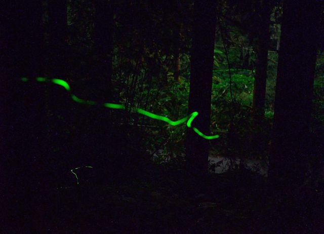 奮起湖冬螢季之歲時體驗二日遊